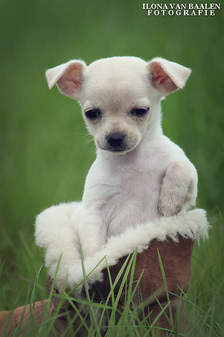 Chihuahua pup