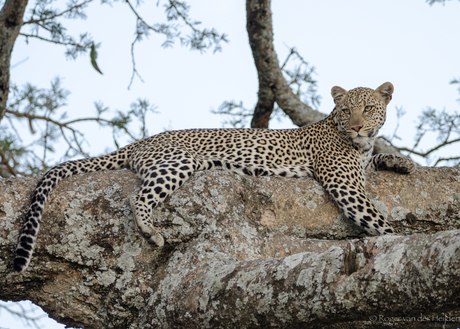 Luipaard in een boom