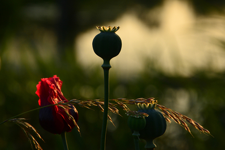 Papaver in tegenlicht