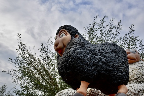 Het zwarte schaap in beeld