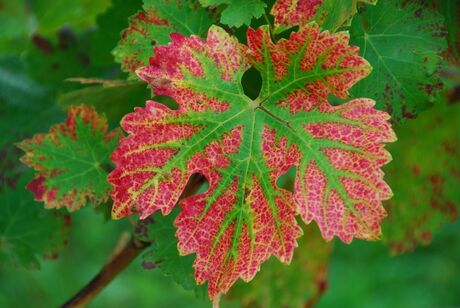 cabsauv in herfst