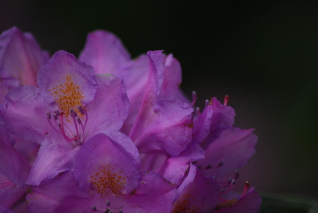 Rododendron in bloei
