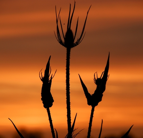 zonsondergang