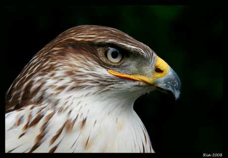 Koningsbuizerd