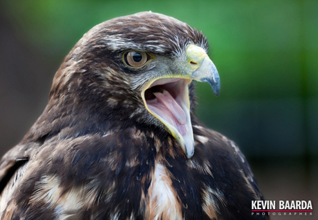 Roofvogel..