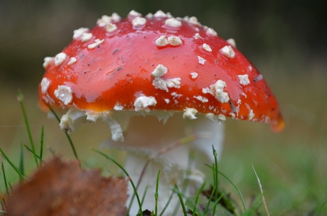 Rood met witte stippen.