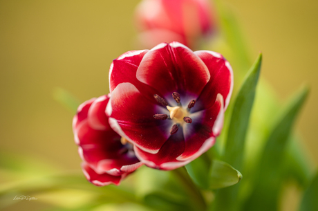 Tulp, Voor mij de mooiste