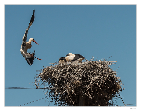 Landing Stork