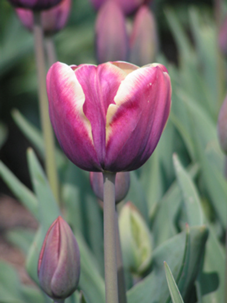 Lente 2005