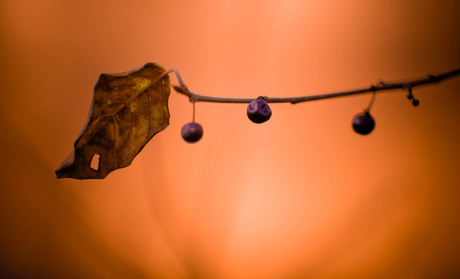 Heerlijke herfst dag