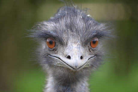 Emu