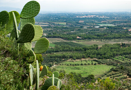 mare de Déu de la Roca, Montroig de Camp