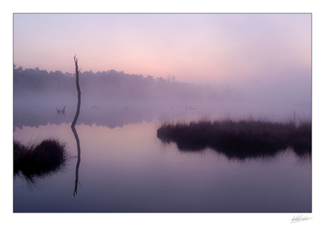 Misty morning