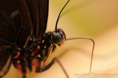 Butterfly upclose