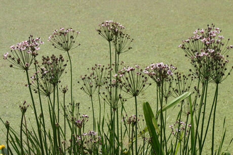 Zwanebloemen