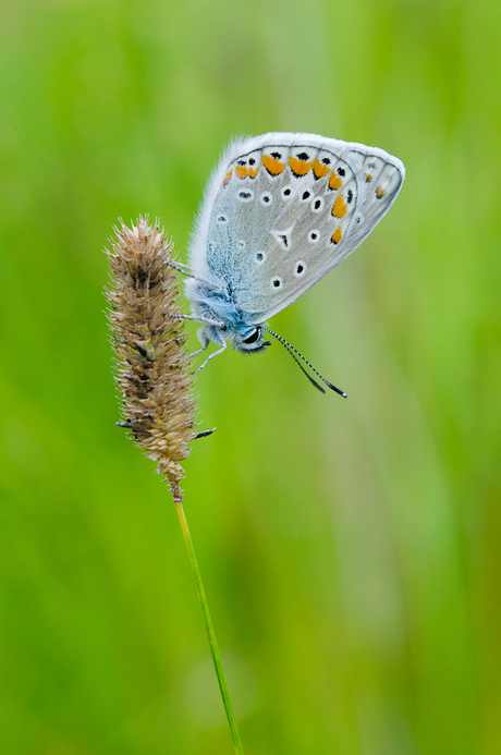 Icarus schoonheid