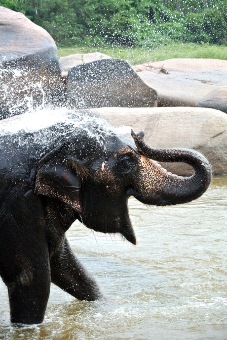 Olifant neemt een bad