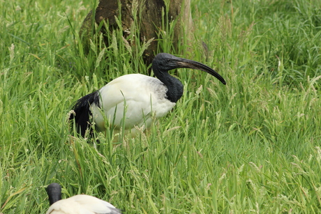 Ibis