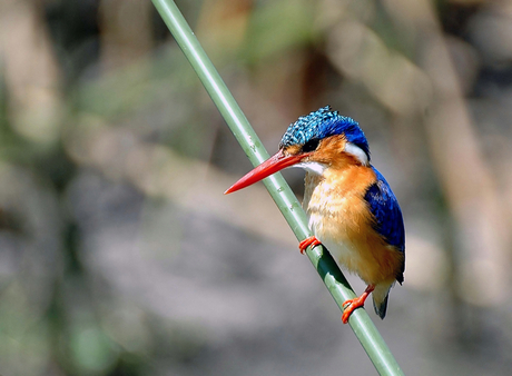 IJsvogel