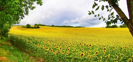 Zonnebloemen