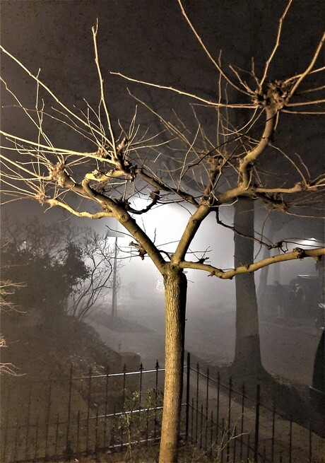 vuurwerk in de nacht