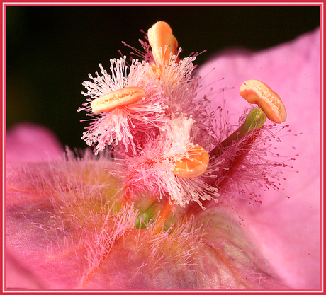 verbascum 3