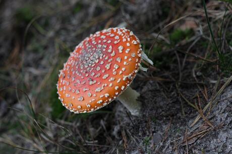 Rood met witte stippen