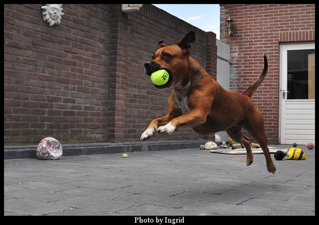 Flying Ozzy