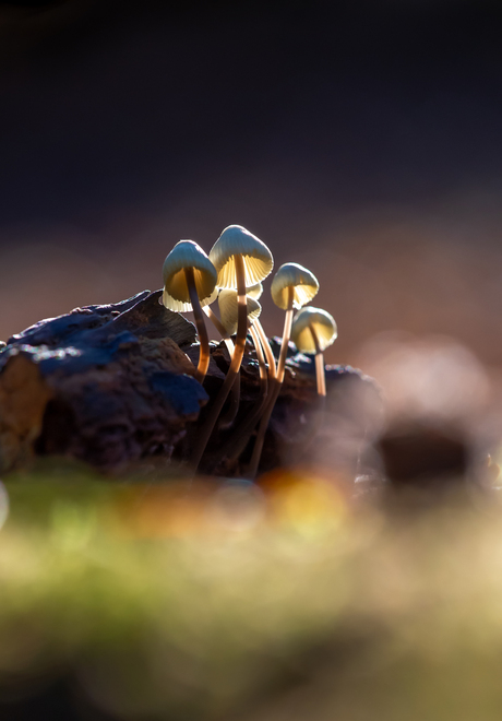 Mycena interrupta