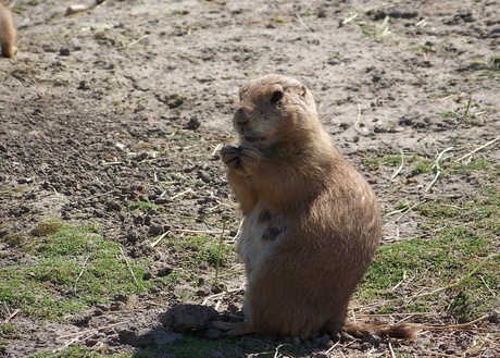 Prairiehonden