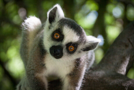 Baby lemur