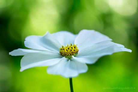 Cosmos bipinnatus | Out of space