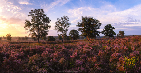 Heathland Panorama