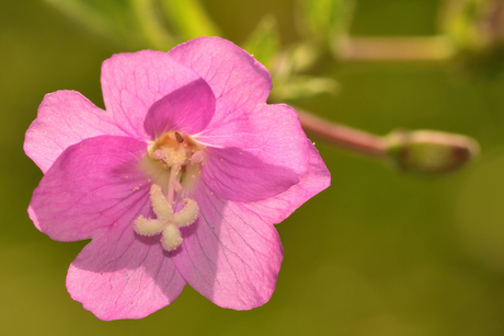 roze bloempje