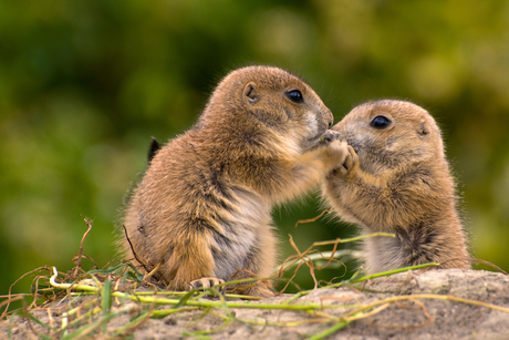 Prairie hondjes