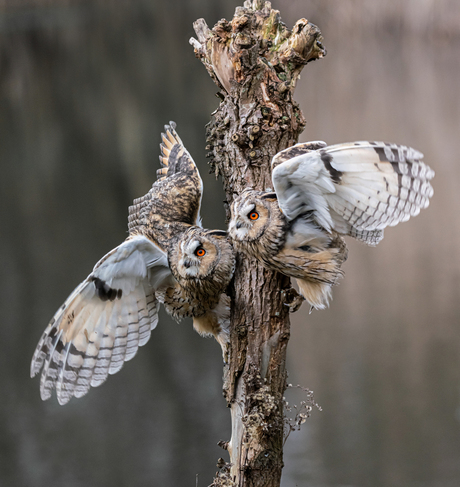 Owls