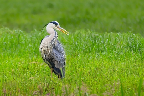 Blauwe reiger