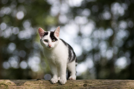 Kat uit de boom