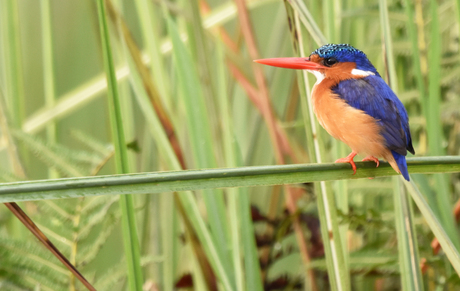 Malachietijsvogel - Uganda