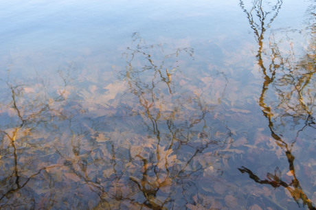 Herfstbladeren in het water