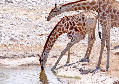 Etosha National Park 2