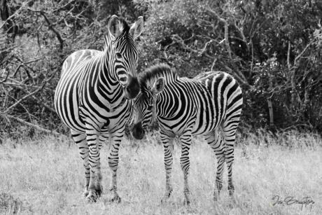Zebra met jong.