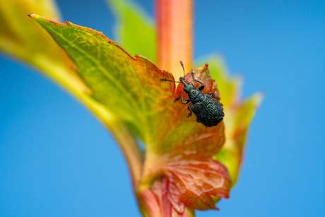 Bladrolkever onbekend / Attelabidae indet.