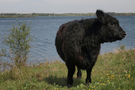 Fotogenieke Galloway