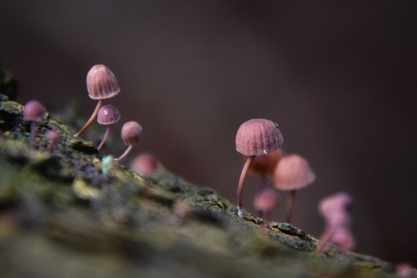 Ieniemienie. Hooguit een centimeter groot 