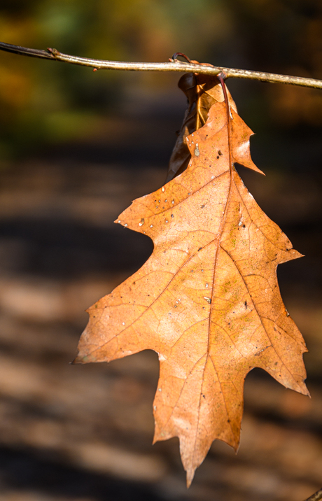 Herfstblad