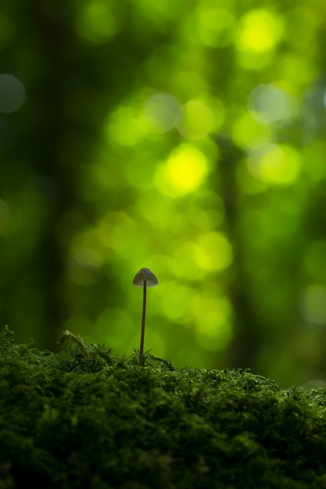 Mycena