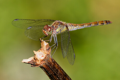 Bruinrode Heidelibel