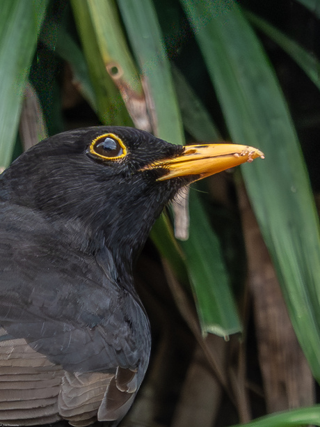 Onze trouwe bezoeker.