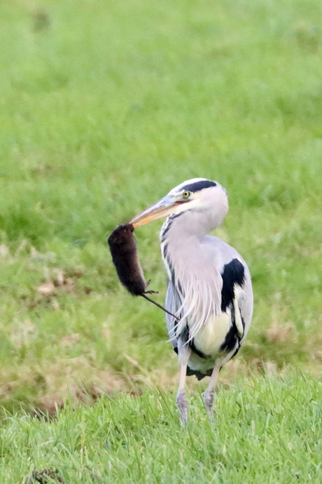 reiger stoeit met rat